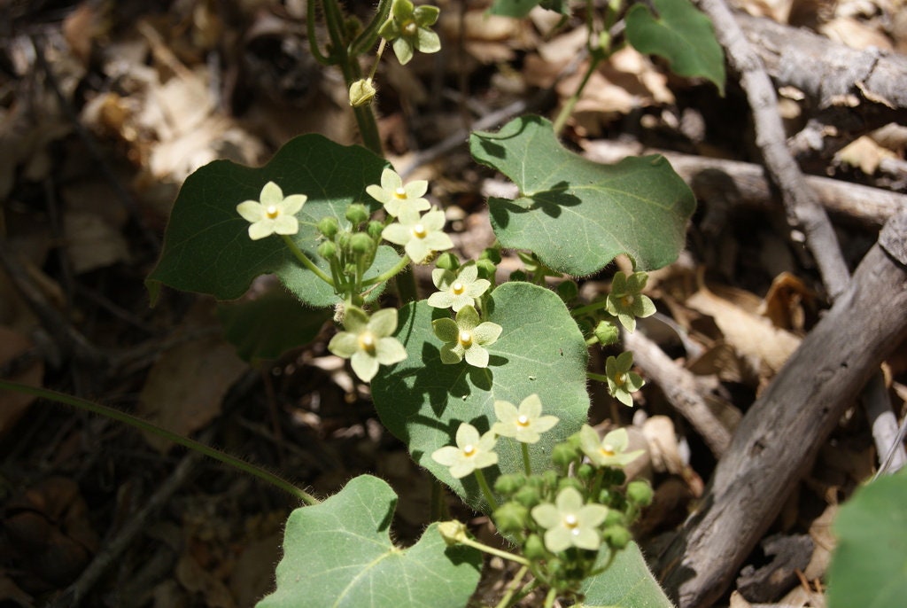 Pearl Milkweed Vine Native Seeds (Matelea reticulata)
