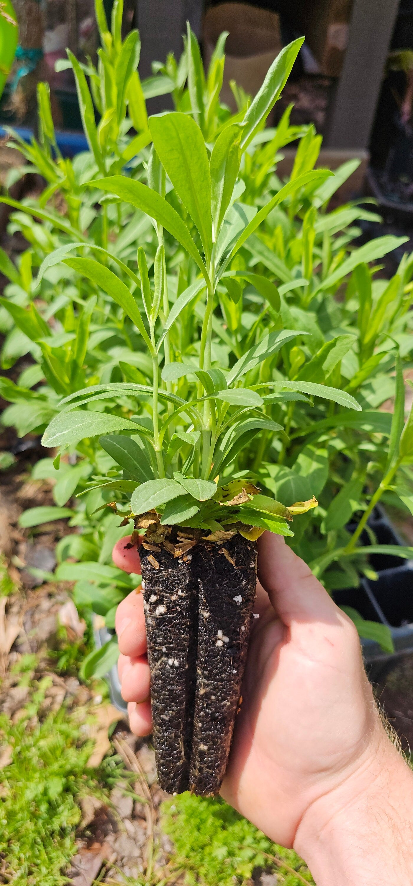Royal Catchfly Native Seeds (Silene regia)