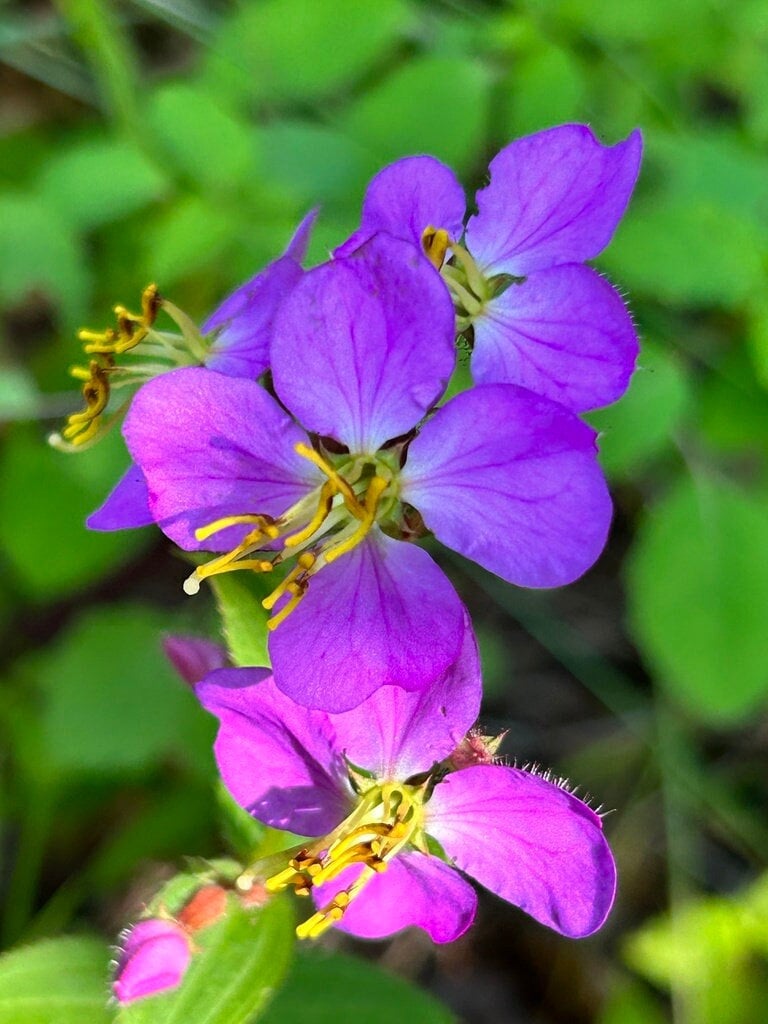 Meadow Beauty Native Seeds (Rhexia virginica)