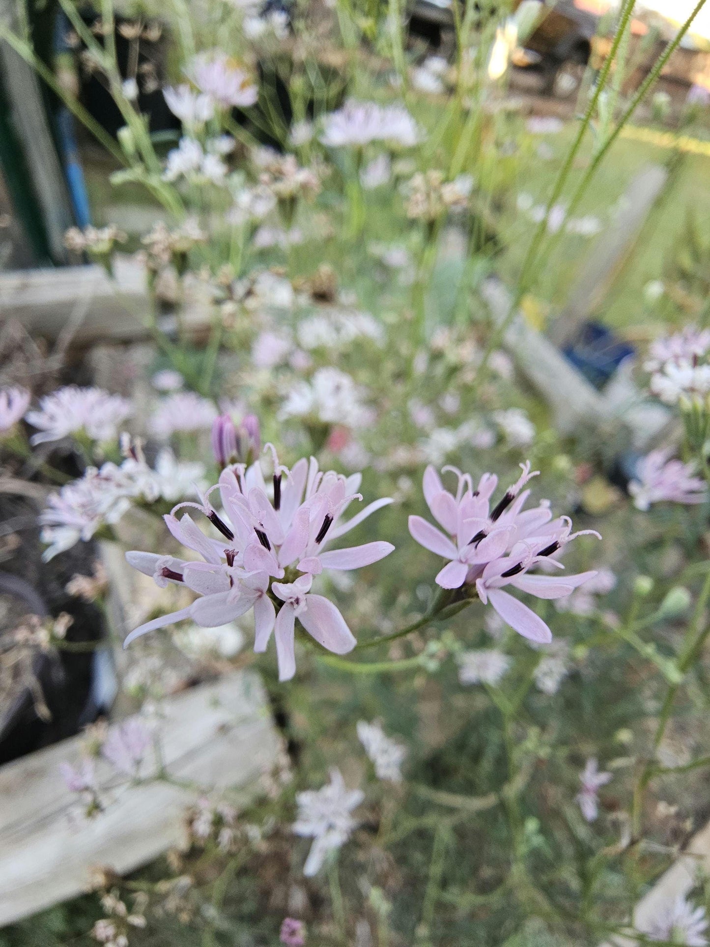 Small Palafox Native Seeds (Palafoxia callosa)