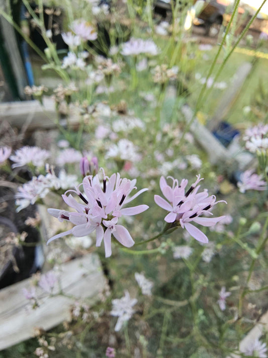 Small Palafox (Palafoxia callosa)
