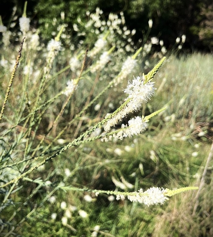 False Guara Native Seeds (Oenothera glaucifolia)