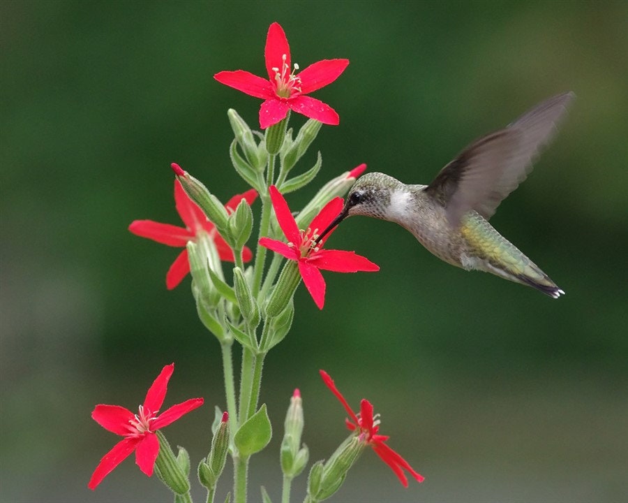 Royal Catchfly Native Seeds (Silene regia)