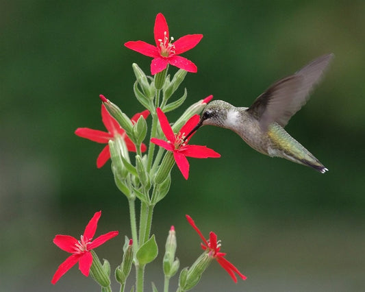 Royal Catchfly Native Seeds (Silene regia)