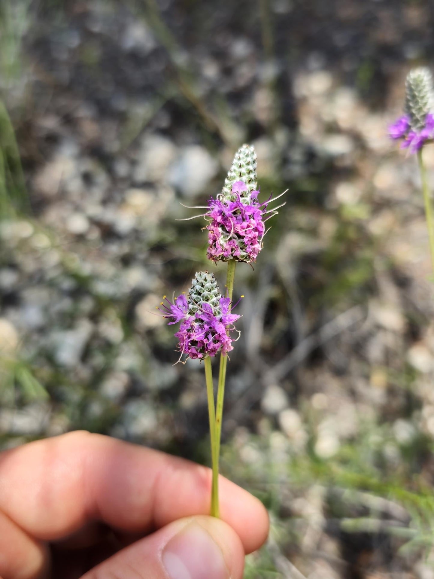 Slender Prairie Clover Native Seeds (Dalea tenuis)