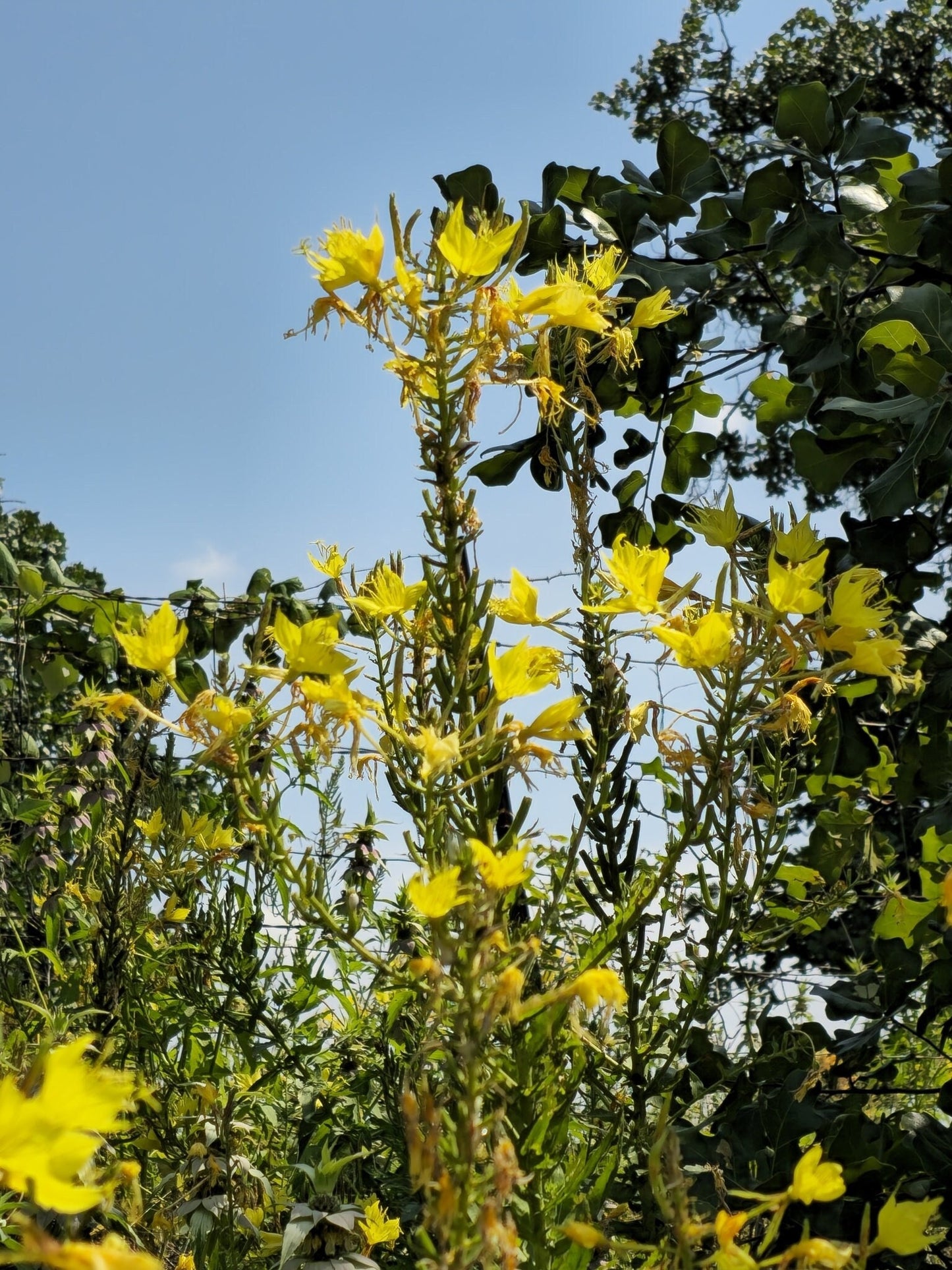 Sand Evening Primrose Native Seeds (Oenothera rhombipetala)