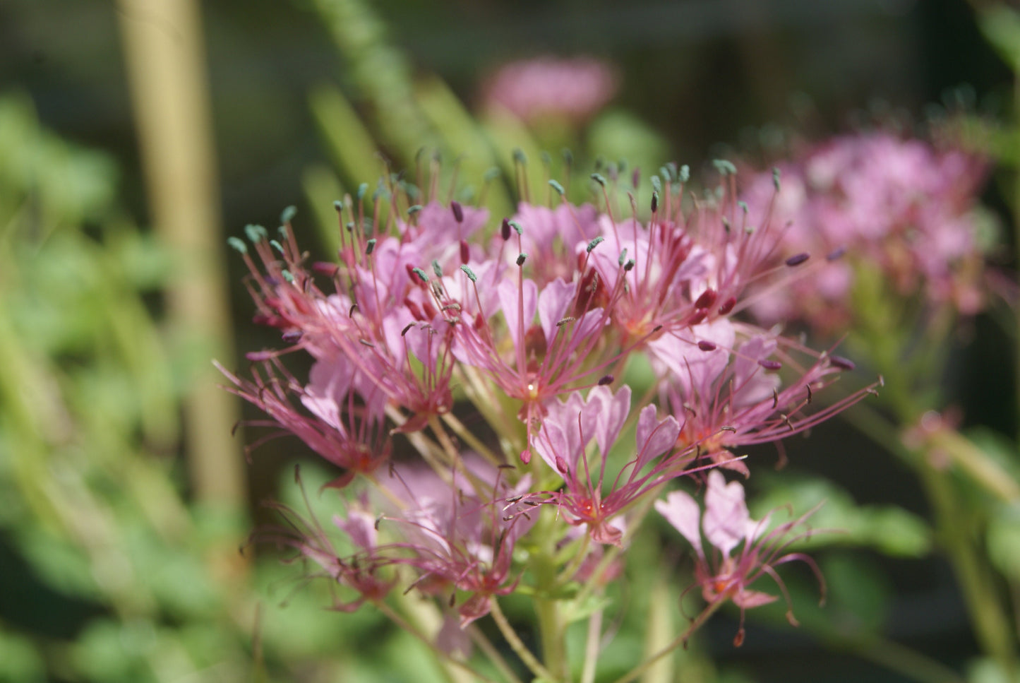 Red Whisker Clammyweed Native Seeds (Polanisia dodecandra)