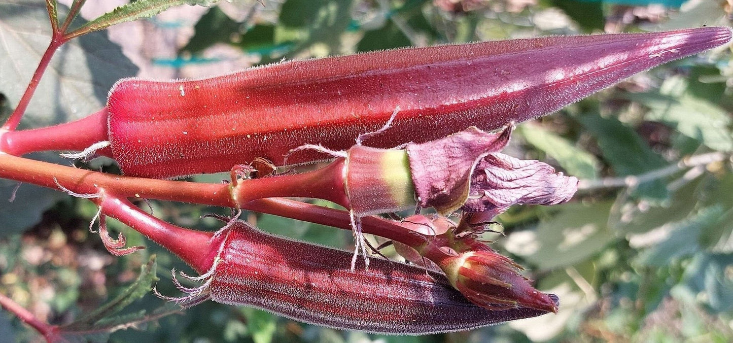Jing Orange Okra