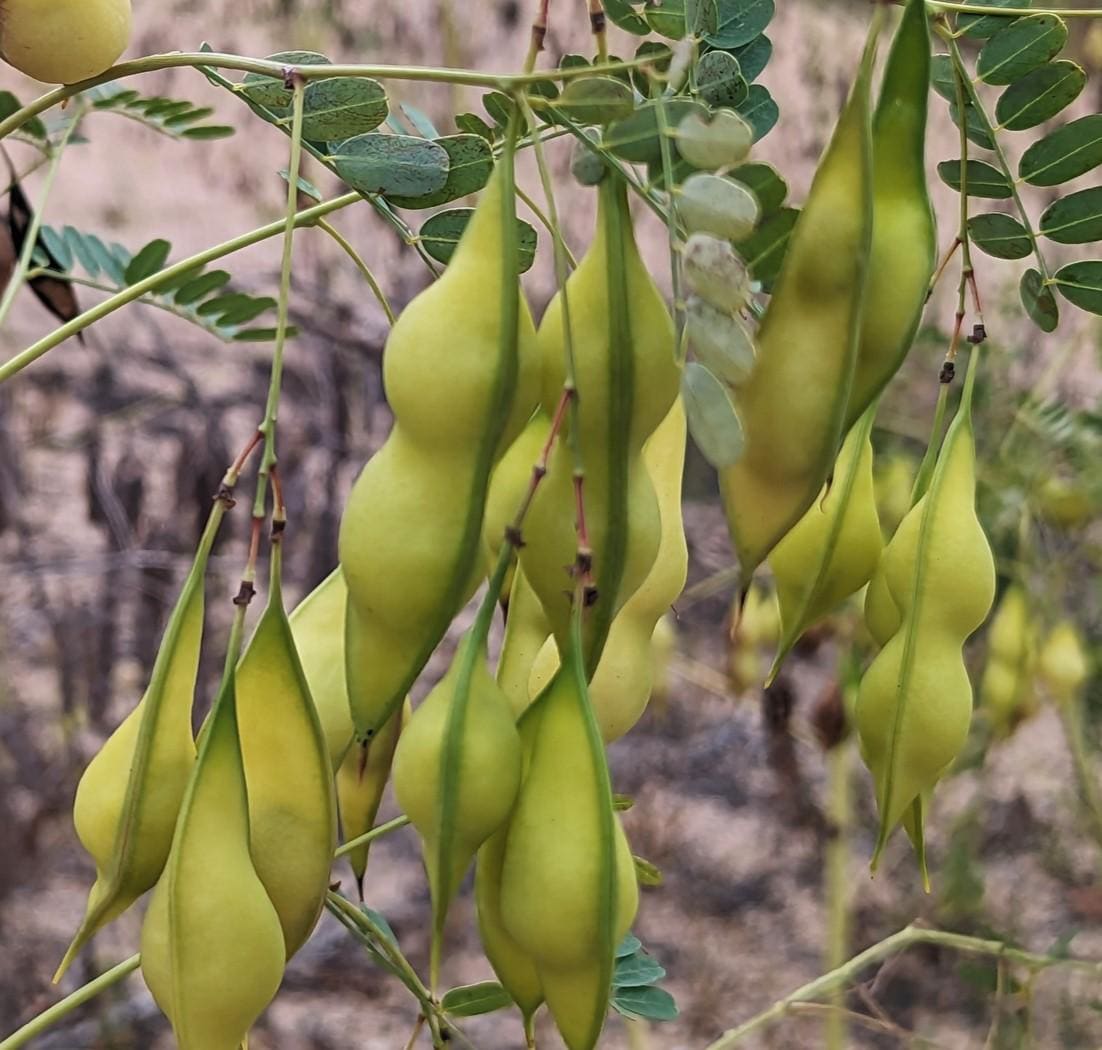 Bladderpod Native Seeds (Sesbania vesicaria)