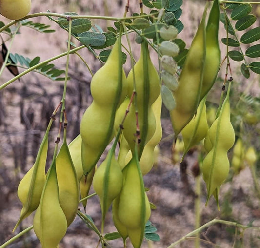 Bladderpod Native Seeds (Sesbania vesicaria)