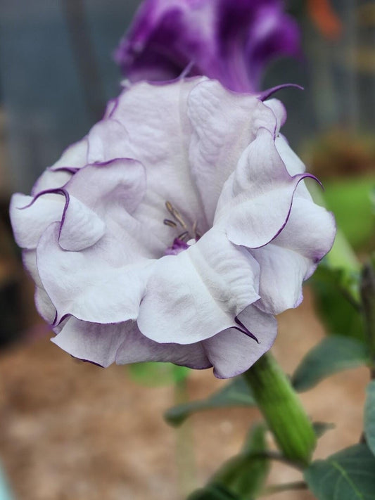 Purple Ballerina Datura