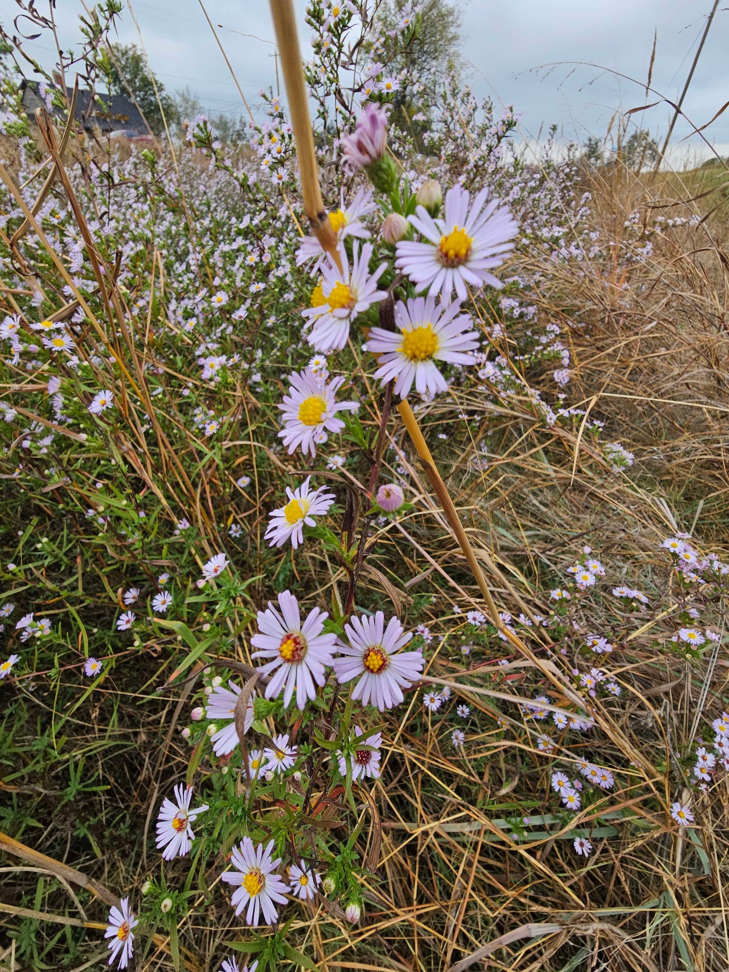 Texas Heath Aster Native Seeds (Symphyotrichum ericoides)