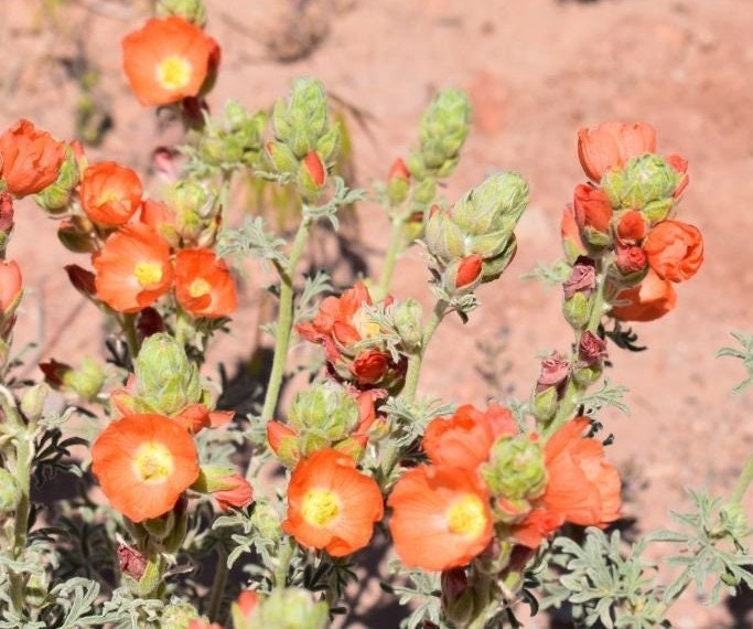 Apricot Desert Globemallow Native Seeds (Sphaeralcea ambigua)