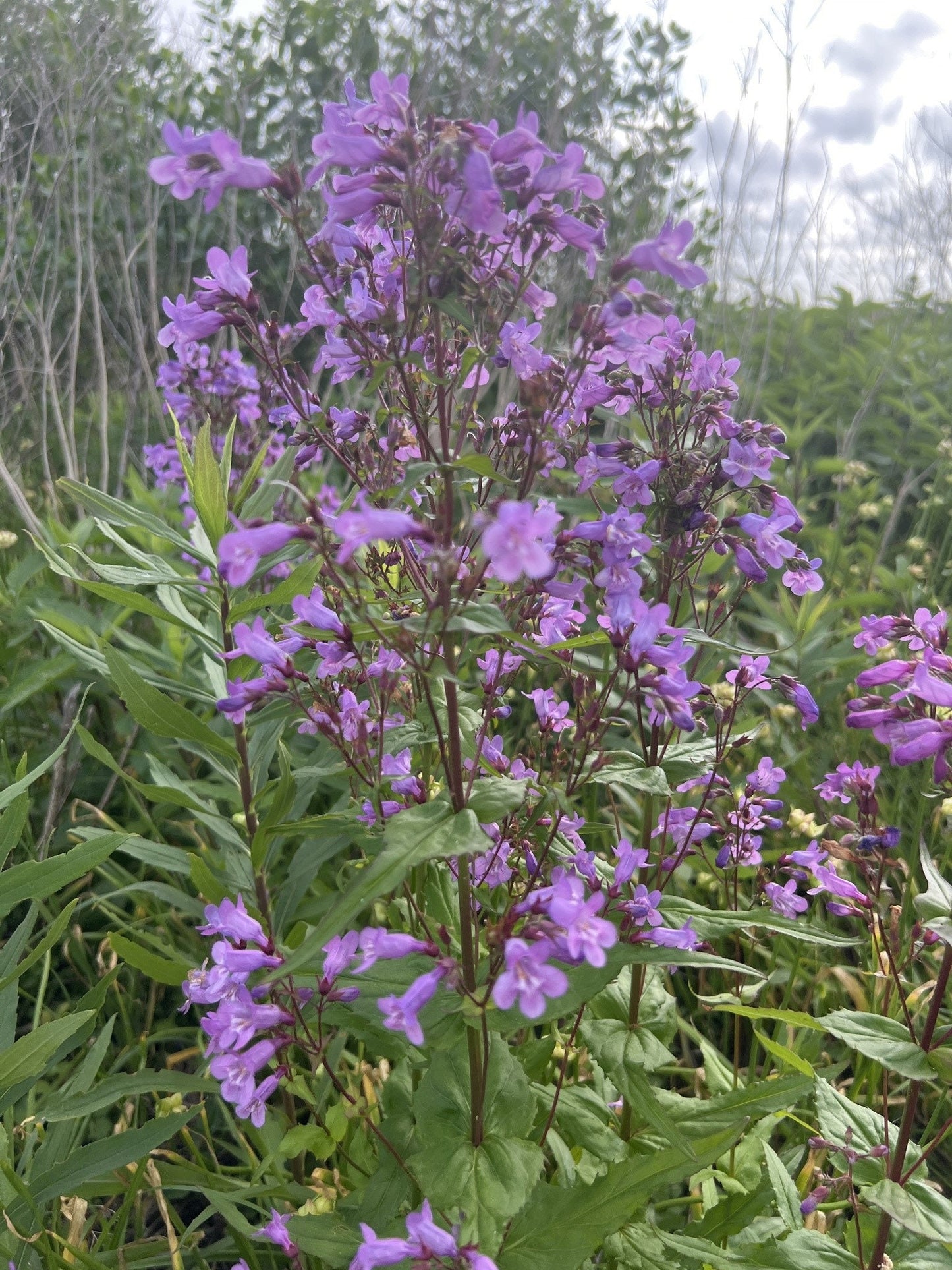 Brazos Penstemon Native Seeds (Penstemon tenuis)
