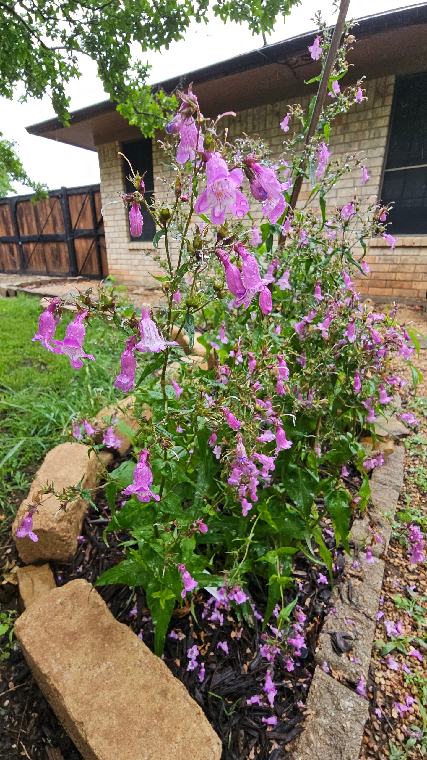 Brazos Penstemon Native Seeds (Penstemon tenuis)