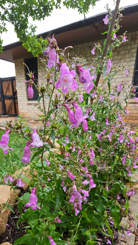 Pink flowers of Brazos penstemon (Penstemon tenuis) growing in a garden bed with a house in the background