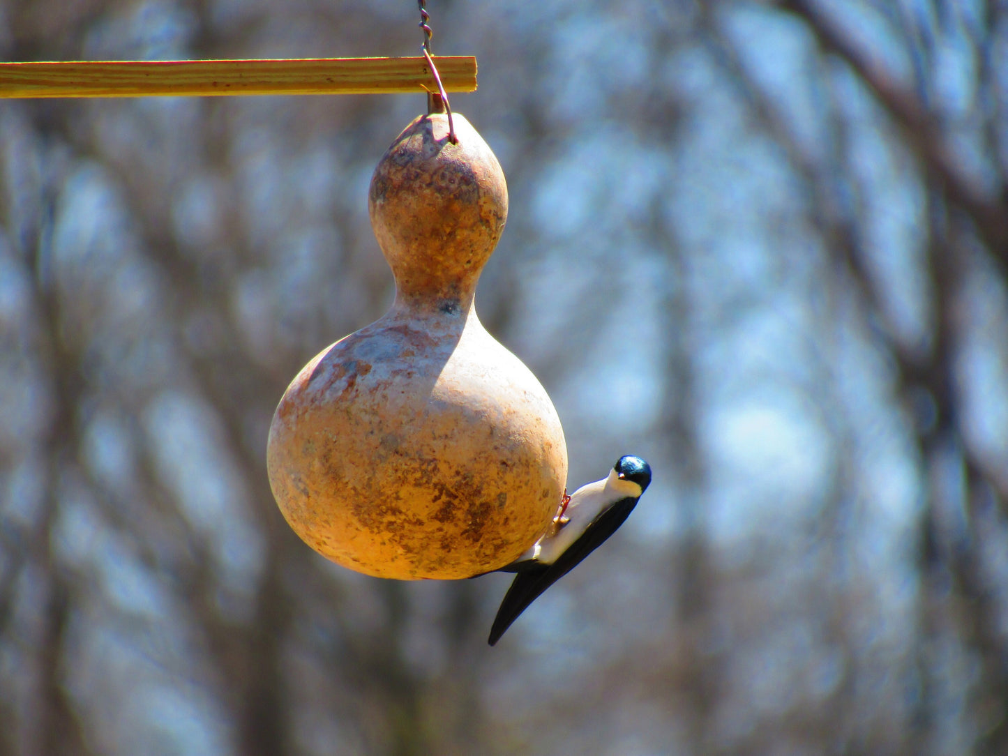 Birdhouse Gourd Seeds