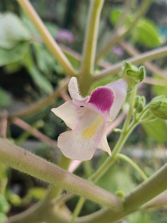 Tohono O'odham Devil's Claw (Proboscidea parviflora)