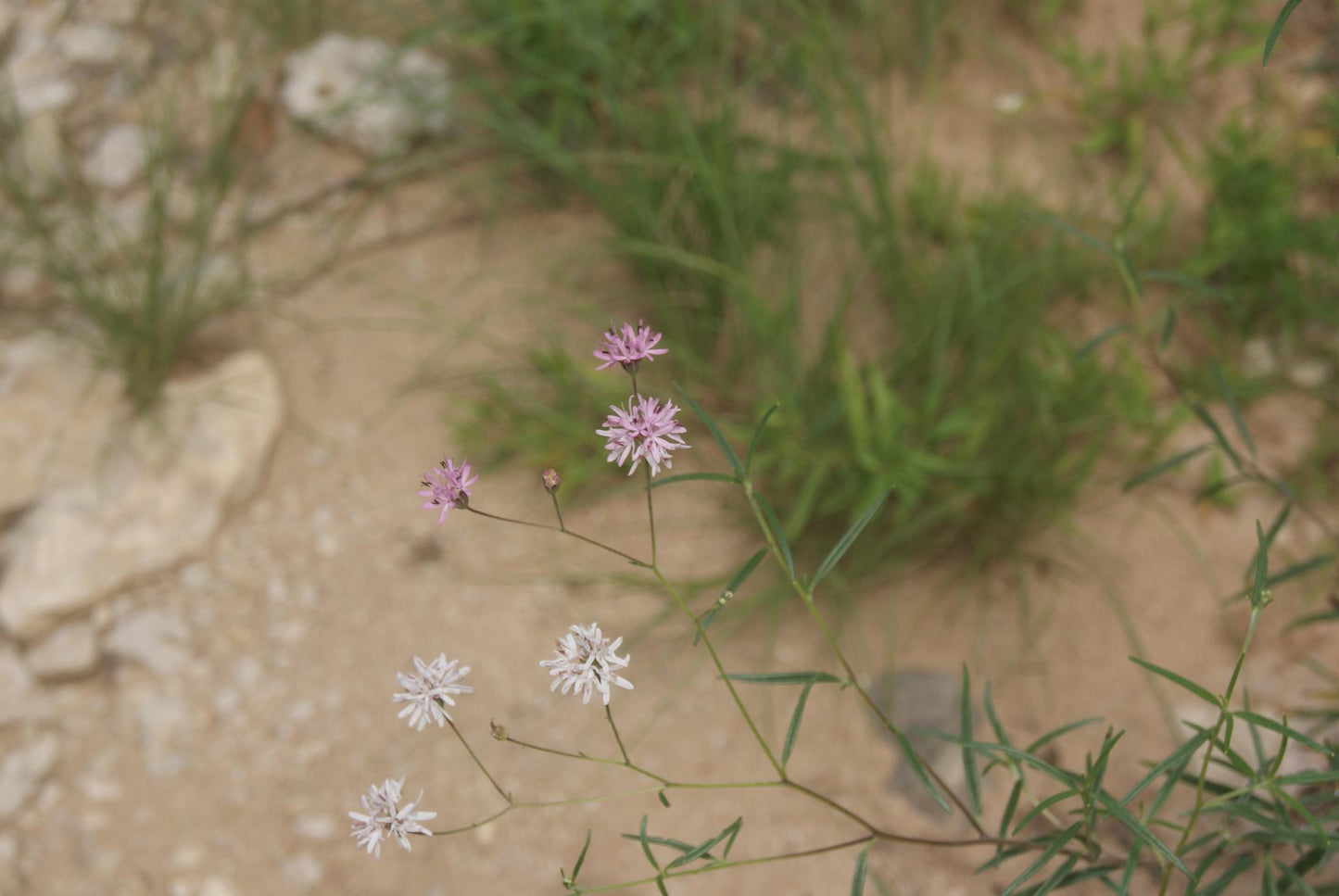 Small Palafox Native Seeds (Palafoxia callosa)