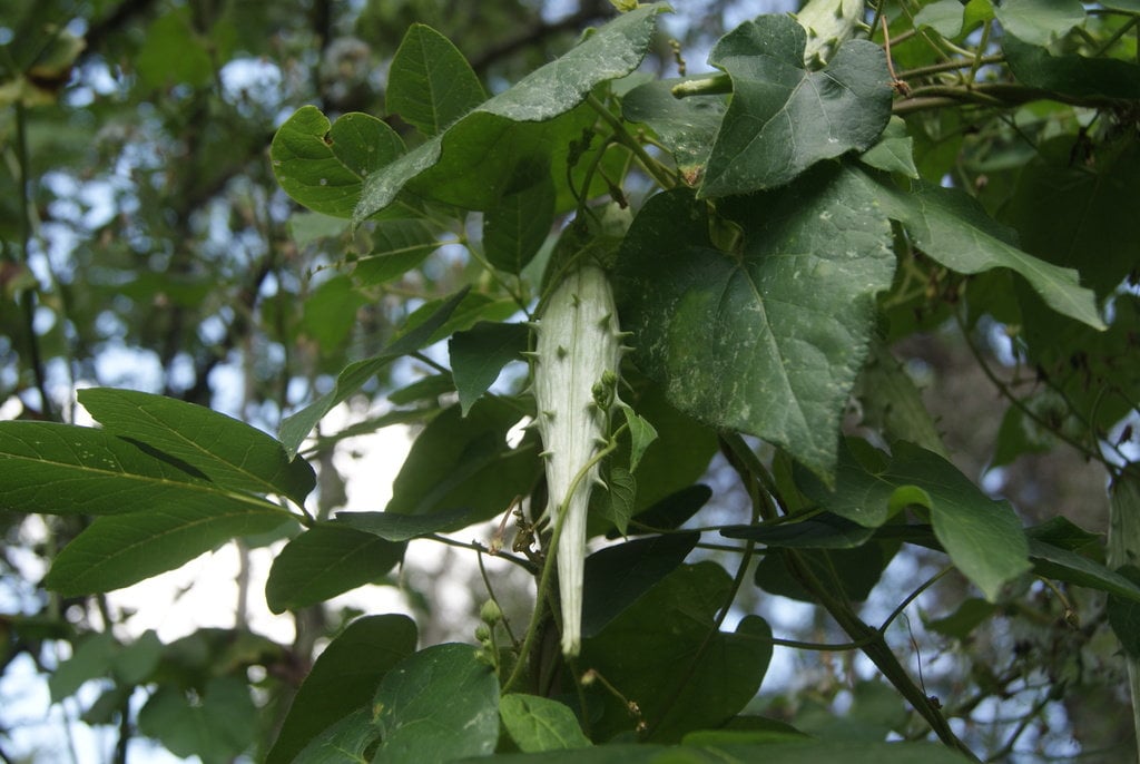 Pearl Milkweed Vine Native Seeds (Matelea reticulata)