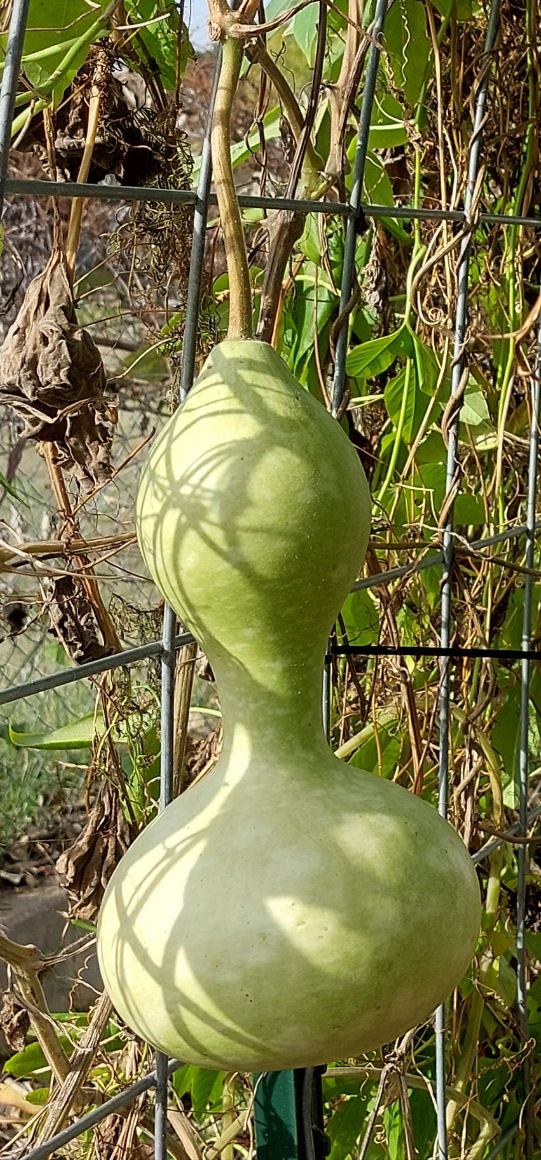 Birdhouse Gourd Seeds