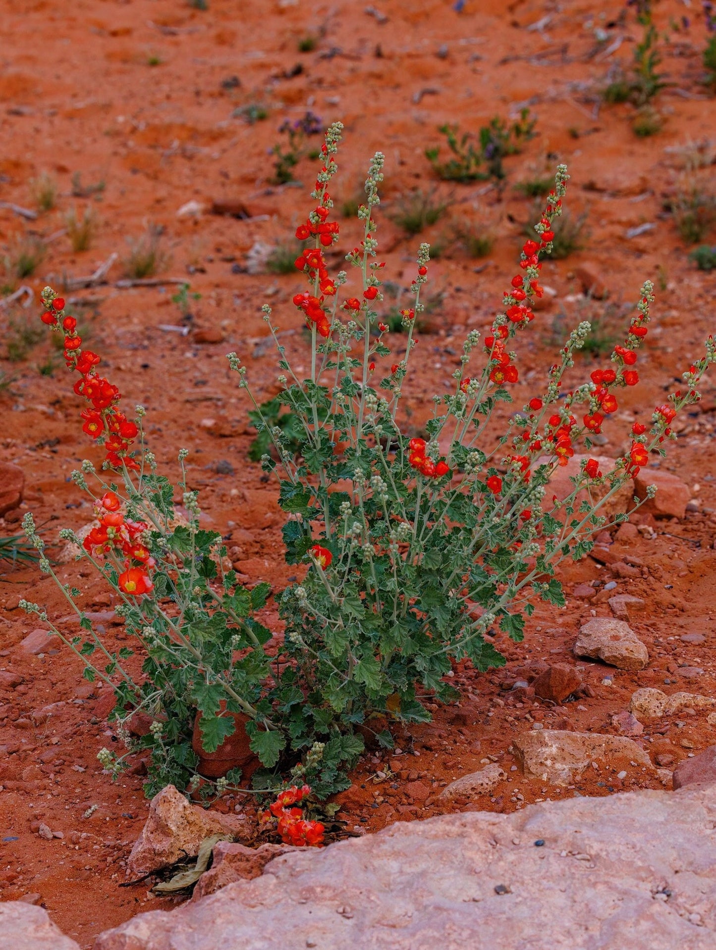 Apricot Desert Globemallow Native Seeds (Sphaeralcea ambigua)