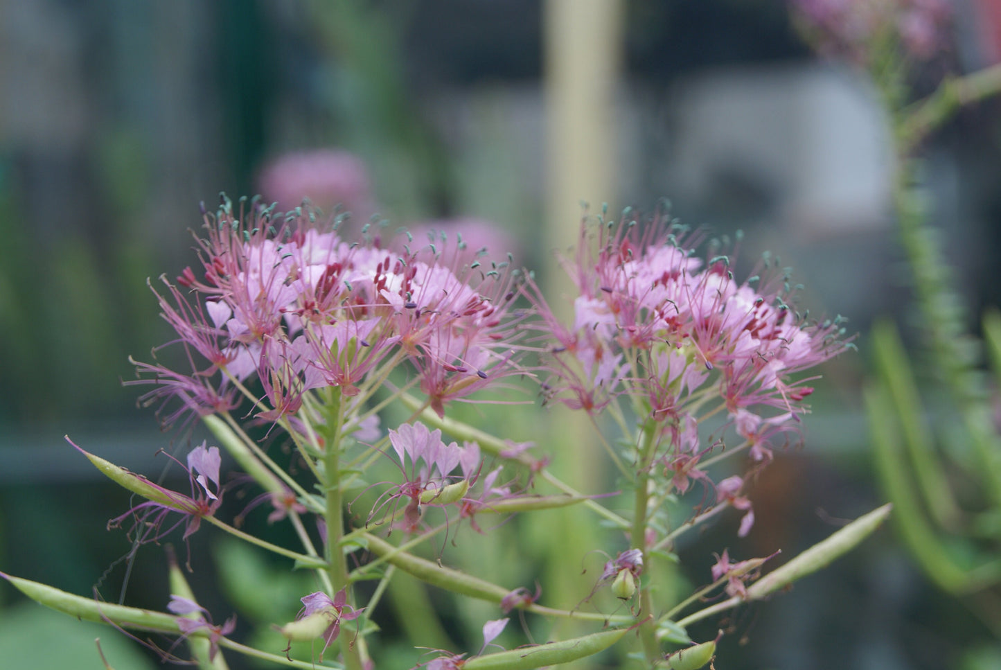 Red-Whisker Clammyweed (Polanisia dodecandra)
