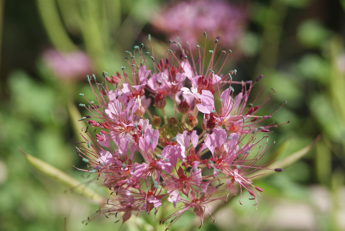 Red Whisker Clammyweed Native Seeds (Polanisia dodecandra)