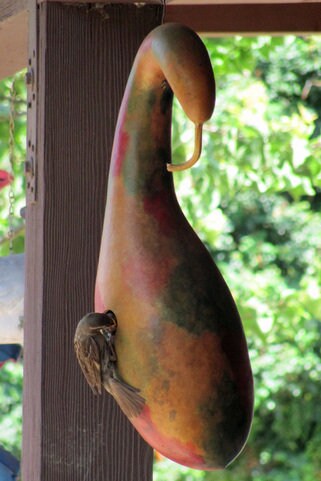 Birdhouse Gourd Seeds