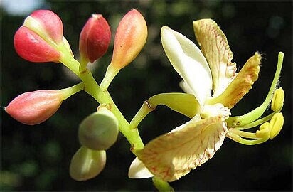 Sweet Tamarind (Tamarindus indica)