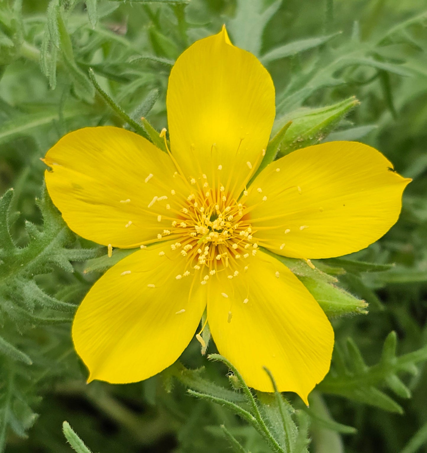 Desert Blazing Star Native Seeds (Mentzelia lindleyi)