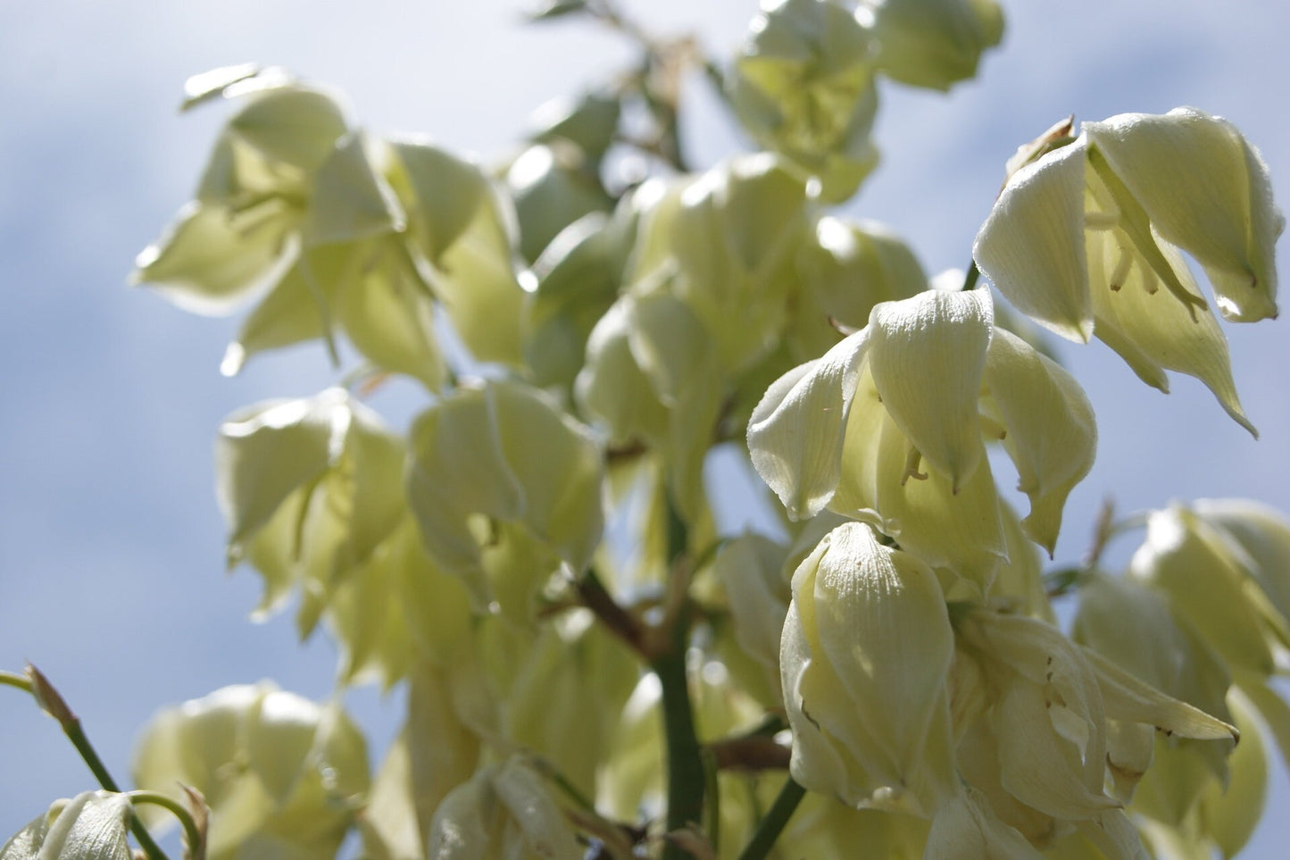 Pale Yucca Native Seeds (Yucca pallida)