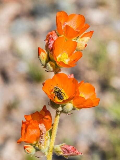 Apricot Desert Globemallow Native Seeds (Sphaeralcea ambigua)