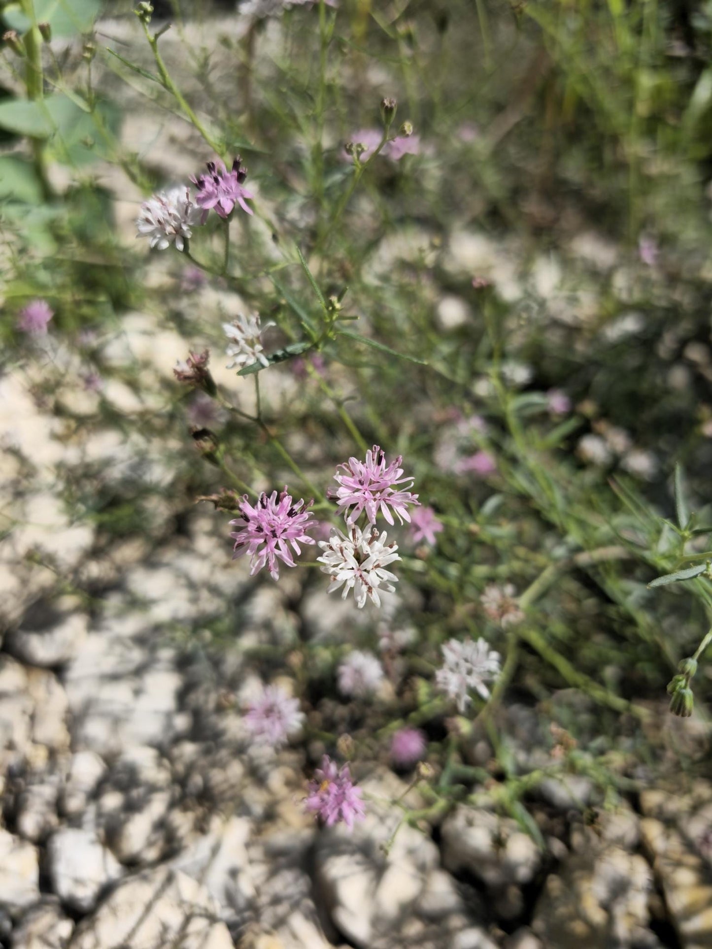 Small Palafox Native Seeds (Palafoxia callosa)