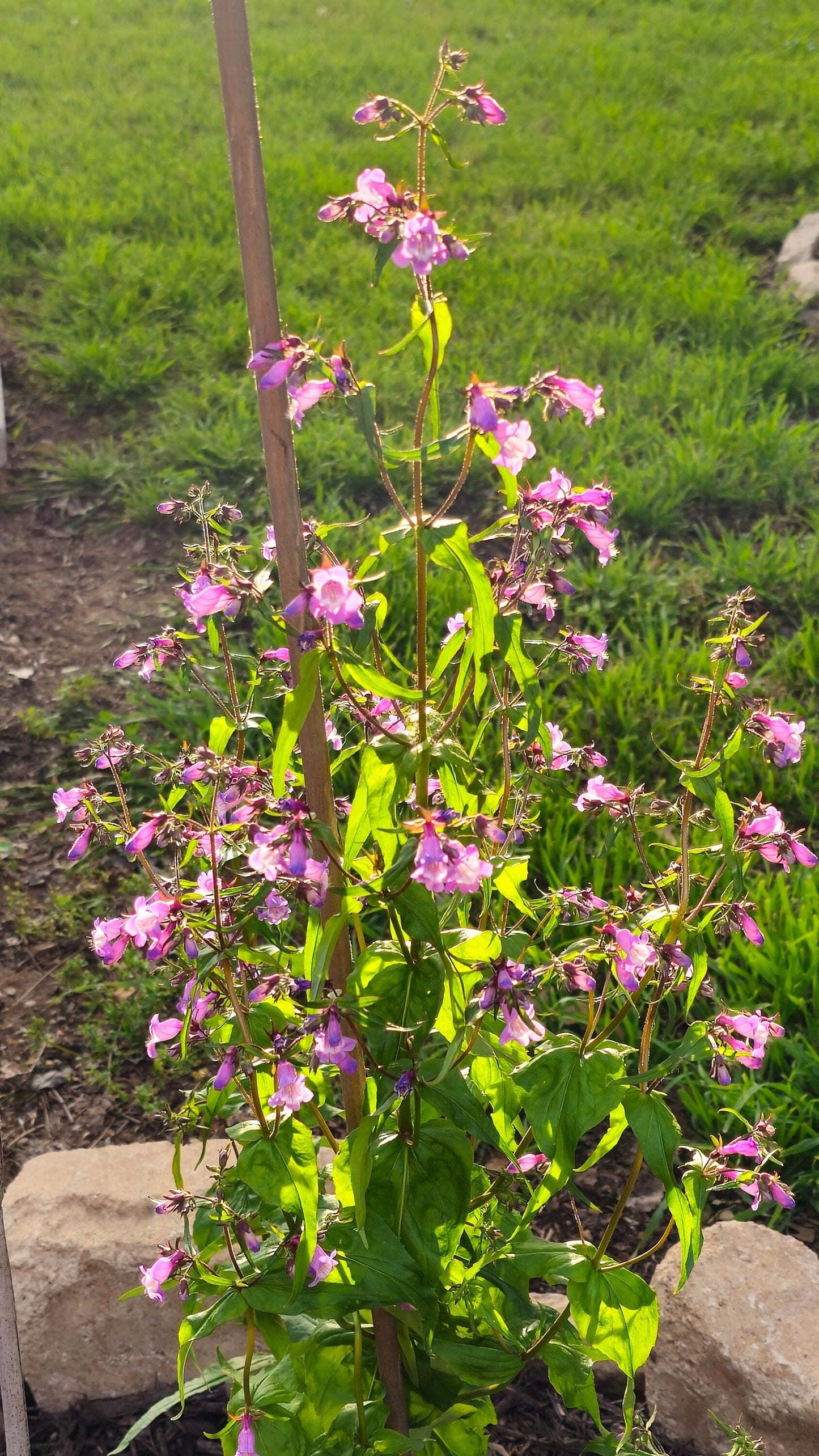 Brazos Penstemon Native Seeds (Penstemon tenuis)