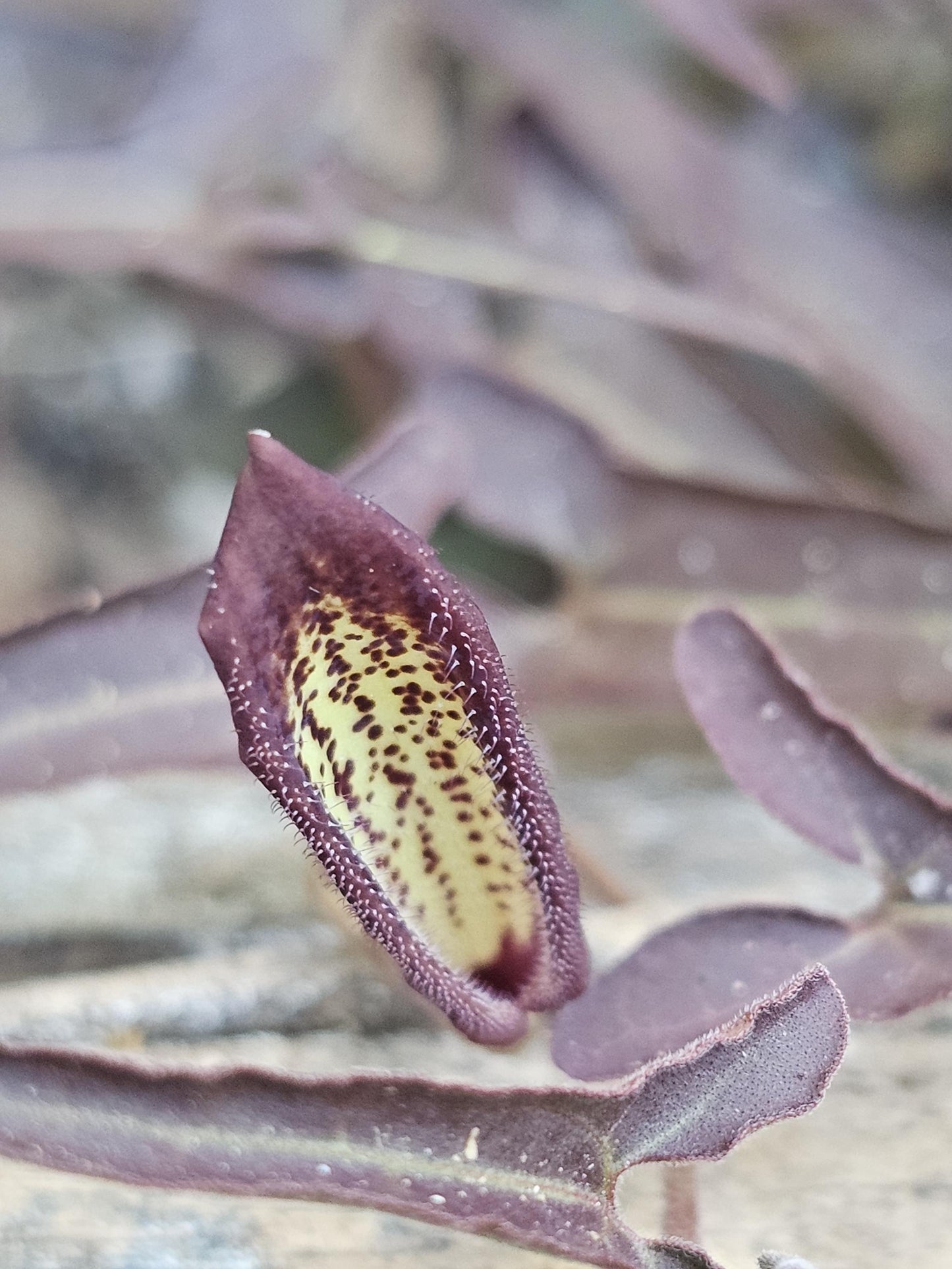 Desert Dutchman's Pipevine (Aristolochia watsonii)