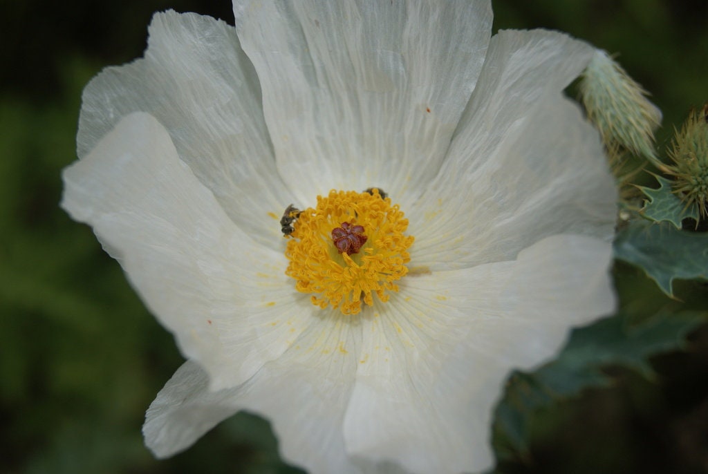 White Prickly Poppy Native Seeds (Argemone albiflora)