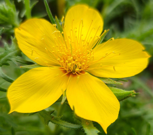 Desert Blazing Star Native Seeds (Mentzelia lindleyi)