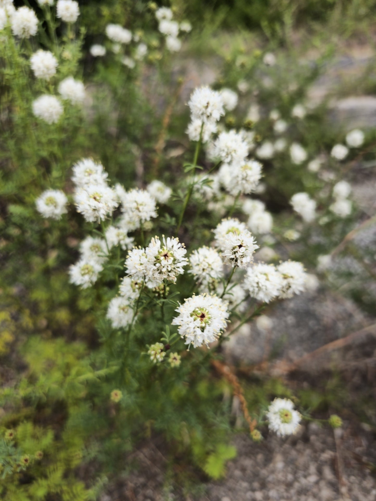 Roundhead Prairie Clover Native Seeds (Dalea multiflora)