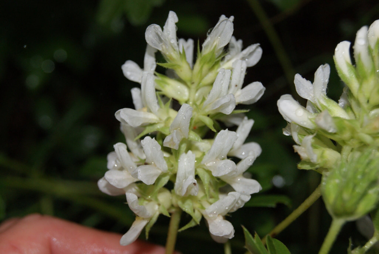 Largebract Indian Breadroot Rare Seeds (Pediomelum cuspidatum)