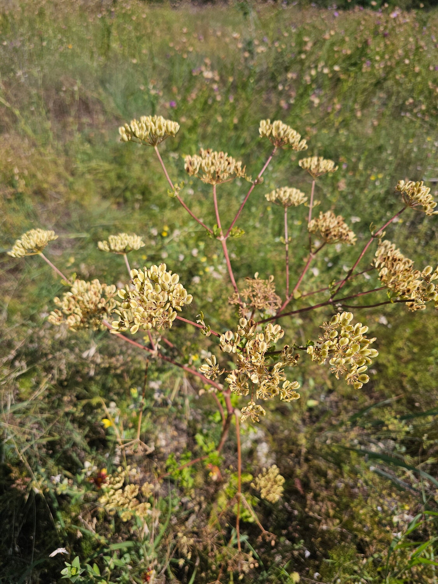 Texas Prairie Parsley Native Seeds (Polytaenia texana)