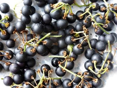 Wonderberry (Solanum burbankii)