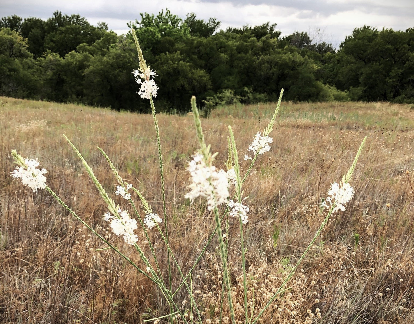 False Guara Native Seeds (Oenothera glaucifolia)