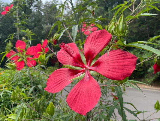 Texas Star Hibiscus Native Seeds (Hibiscus coccineus)