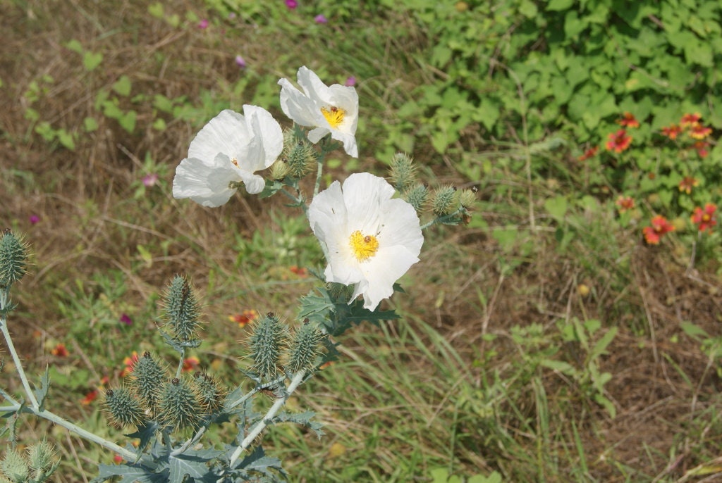 White Prickly Poppy Native Seeds (Argemone albiflora)