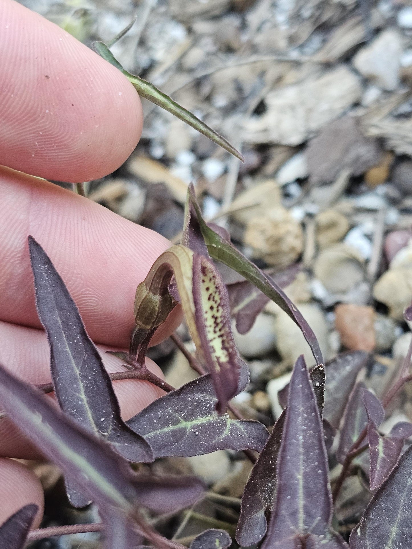Desert Dutchman's Pipevine (Aristolochia watsonii)