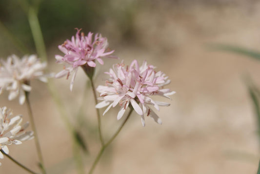Small Palafox Native Seeds (Palafoxia callosa)