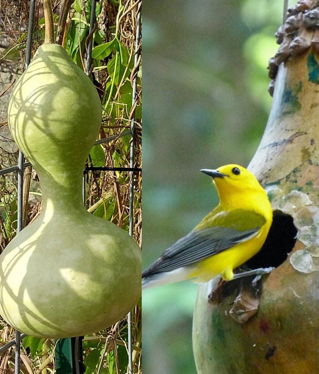 Birdhouse Gourd Seeds