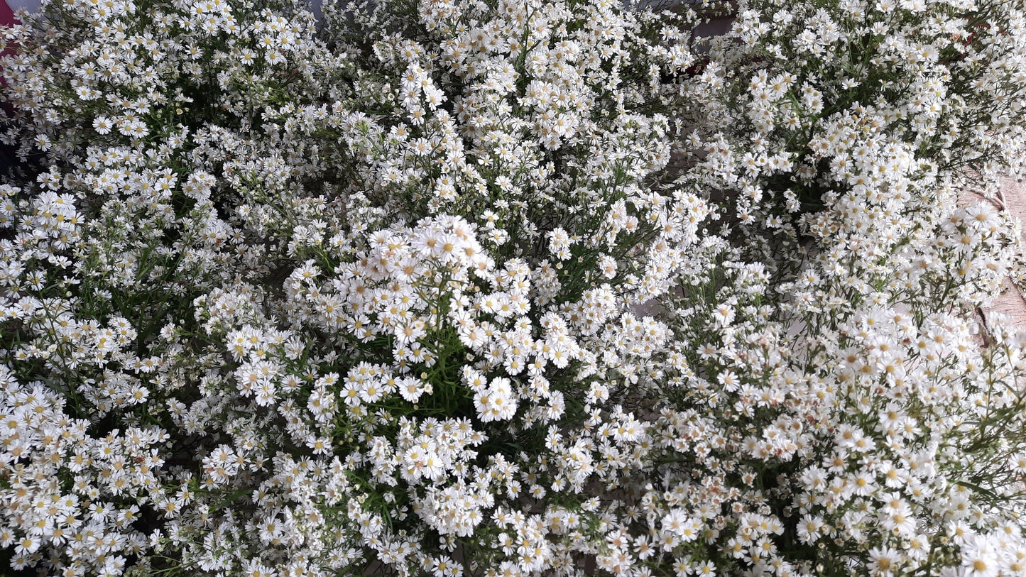 Texas Heath Aster Native Seeds (Symphyotrichum ericoides)