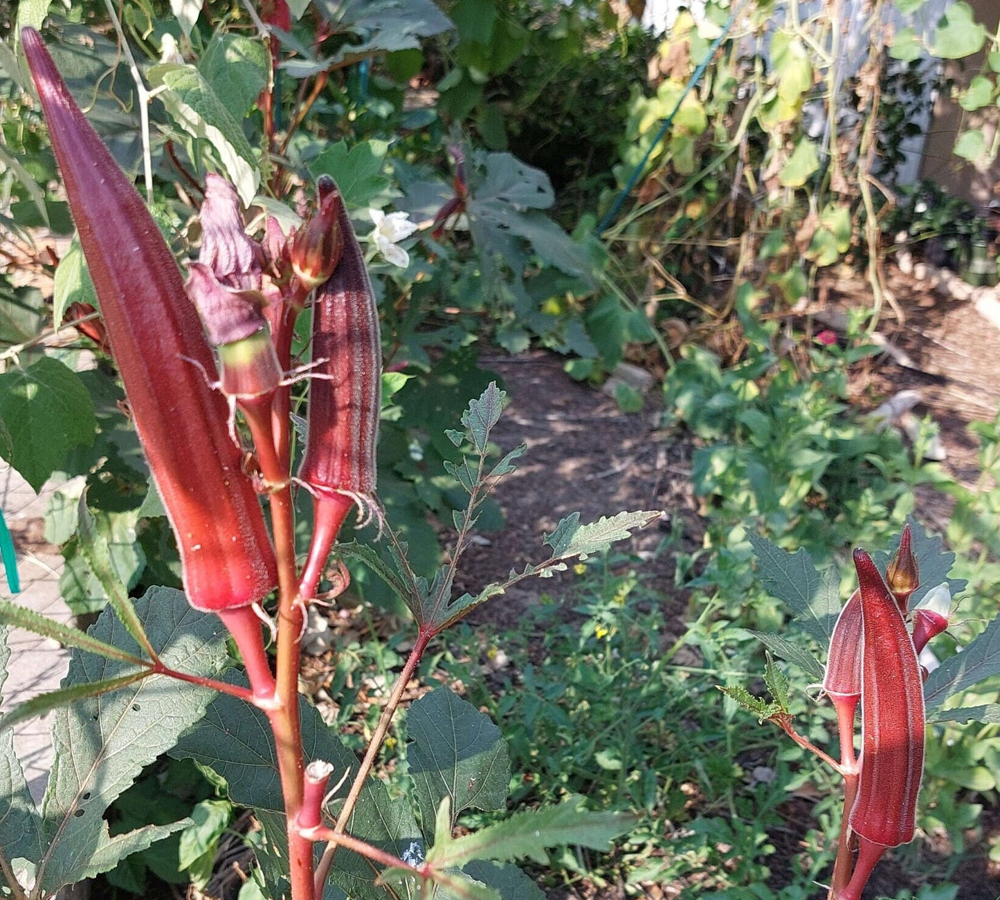 Jing Orange Okra